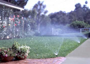 a sprinkler system waters a lawn and rose garden